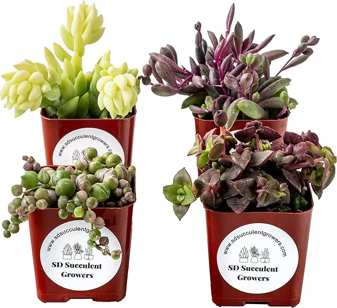 Live Trailing Mystery Succulent 4 Pack | Well rooted Real Hanging Succulents Planted in 2 inch Pots